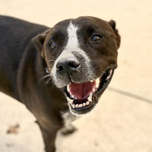 JO JO - Pit Bull Terrier available for adoption