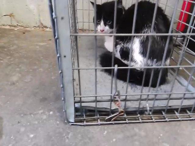 SNOWBANK - Domestic Short Hair available for adoption