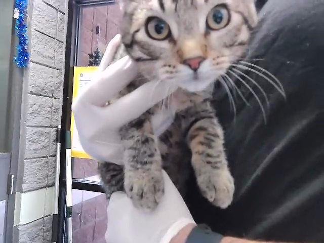 TURKEY - Domestic Short Hair available for adoption