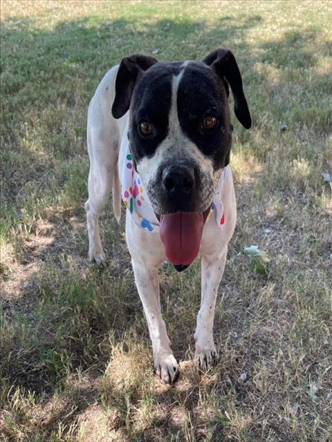 BRIGETTE - Pit Bull Terrier available for adoption