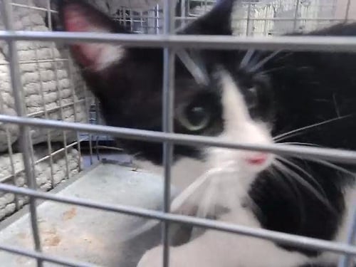 DATA - Domestic Short Hair available for adoption