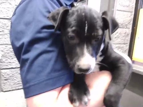 PADDLE BOAT - Pit Bull Terrier available for adoption