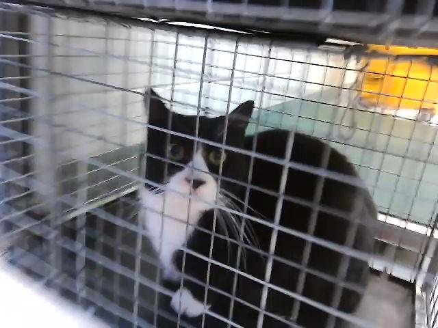 BUDDY - Domestic Short Hair available for adoption