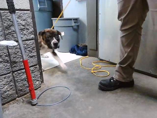 MAX - Pit Bull Terrier available for adoption