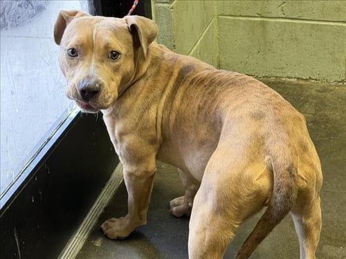 IZZY - Pit Bull Terrier available for adoption