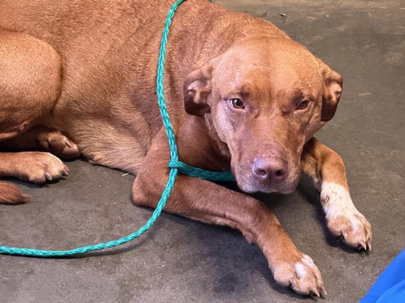 RAIN - Pointer available for adoption