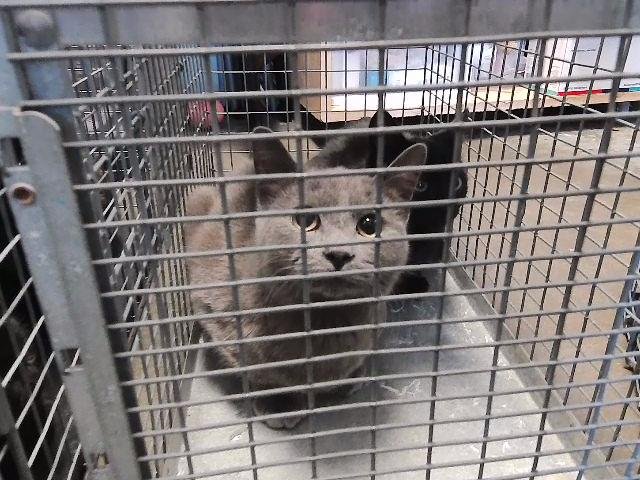 BASS - Domestic Short Hair available for adoption