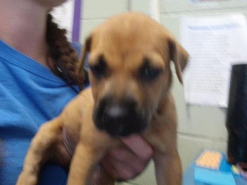 NELLY - Pit Bull Terrier available for adoption