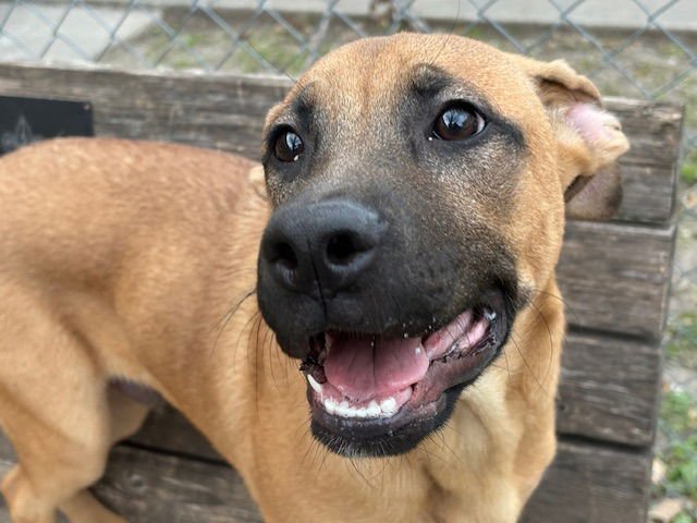 FRANKIE - German Shepherd Dog available for adoption