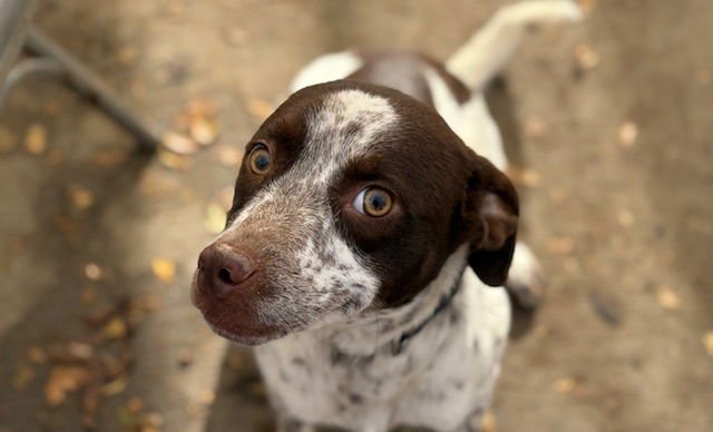 CUPCAKE - Australian Cattle Dog/Blue Heeler available for adoption