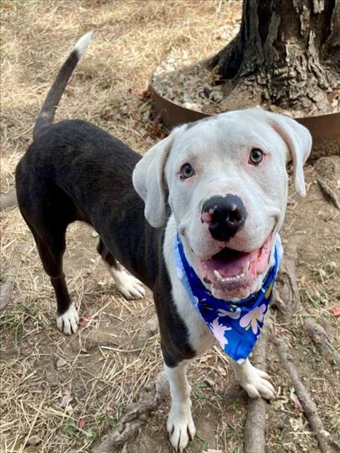 BANJO - Pit Bull Terrier available for adoption