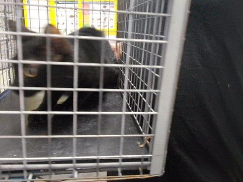 YANG - Domestic Short Hair for adoption in Broken Arrow