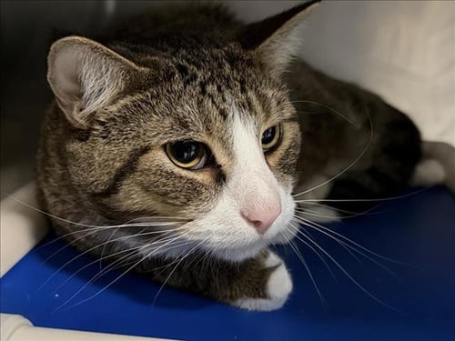 BARTOCK - Domestic Short Hair available for adoption