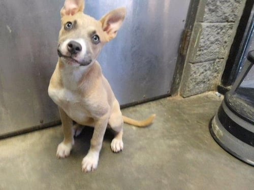 BUTTER BEAN - Siberian Husky available for adoption