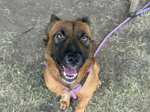 COSMO - German Shepherd Dog available for adoption
