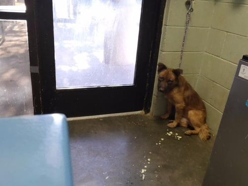 COSMO - German Shepherd Dog available for adoption