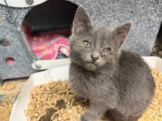 DASHER - Domestic Short Hair available for adoption