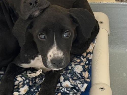 RIVER - Pit Bull Terrier available for adoption