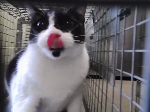 MOUTH - Domestic Short Hair available for adoption