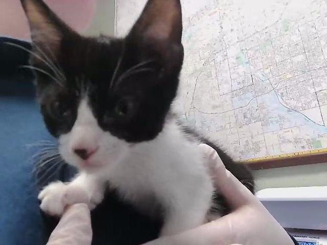 BERNY - Domestic Short Hair available for adoption