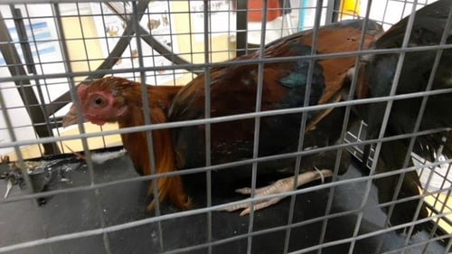 GORDON - Chicken available for adoption