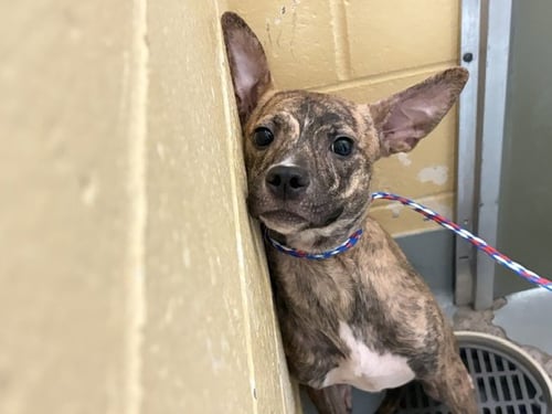 COOKIE MONSTER - Pit Bull Terrier available for adoption