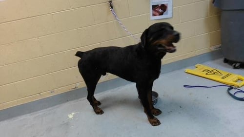 BEEFCAKE - Rottweiler available for adoption