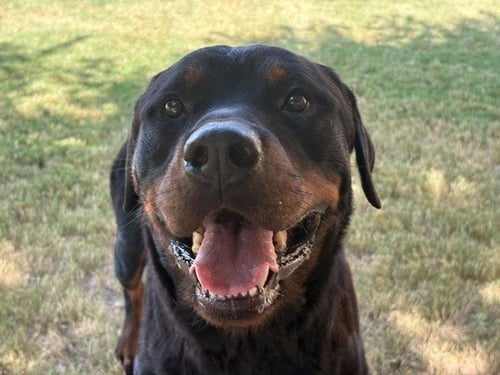 BEEFCAKE - Rottweiler available for adoption