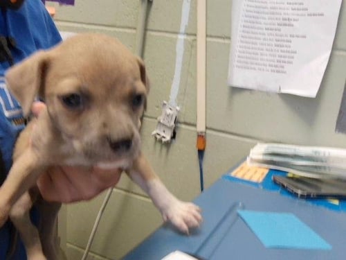 CINNAMON TOAST CRUNCH - Pit Bull Terrier available for adoption