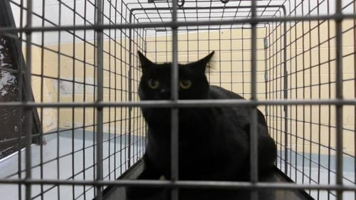 BINKS - Domestic Short Hair available for adoption