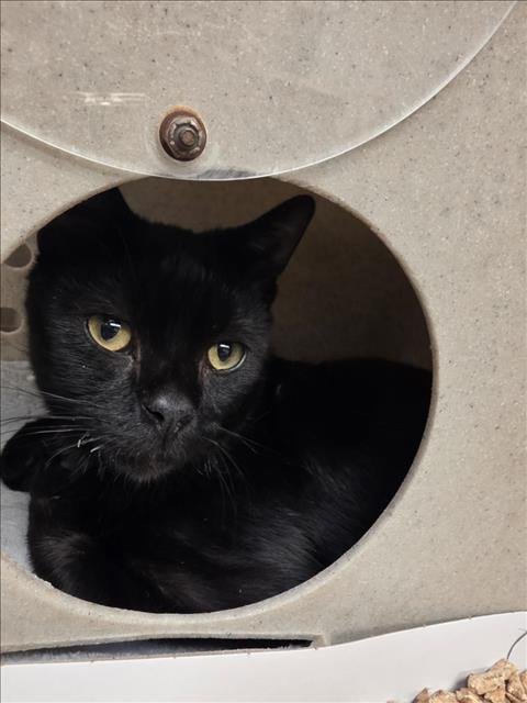 BINKS - Domestic Short Hair available for adoption