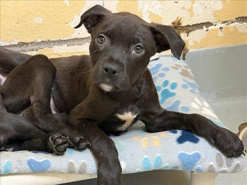 BLACK - Labrador Retriever / Pit Bull Terrier available for adoption