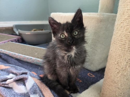 DUST BUNNY - Domestic Short Hair available for adoption