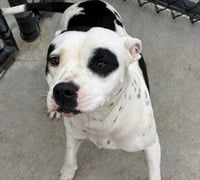 DAISY - Photo 1
