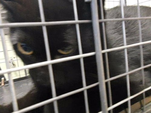 SQUEAKER - Domestic Short Hair available for adoption