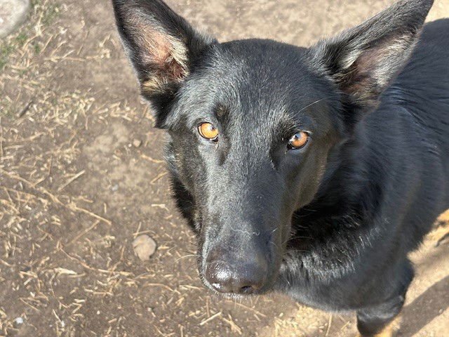 TEMPERENCE - German Shepherd Dog available for adoption