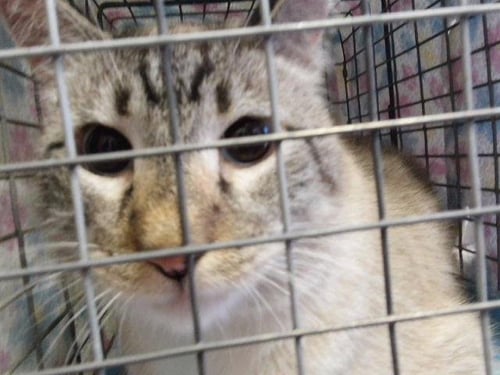 BINX - Siamese for adoption in Broken Arrow