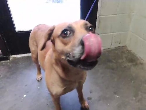 NOLA - Pit Bull Terrier available for adoption