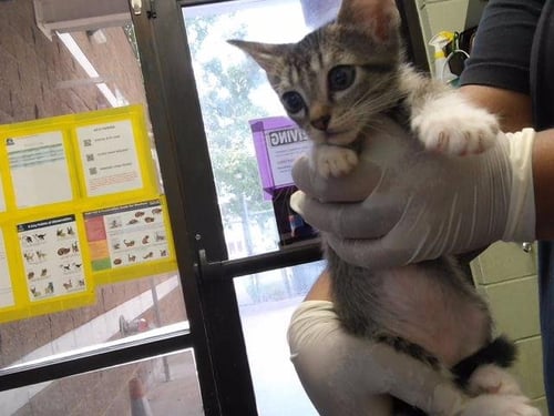 A184810 - Domestic Short Hair available for adoption