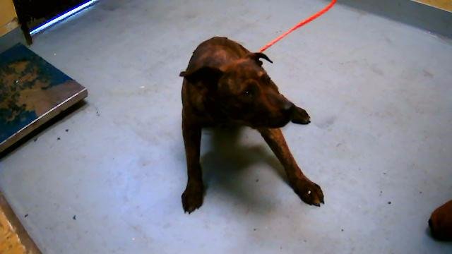 CLUNK - Pit Bull Terrier available for adoption