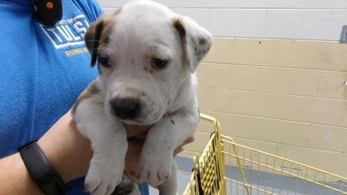 RED - Labrador Retriever / Pit Bull Terrier available for adoption