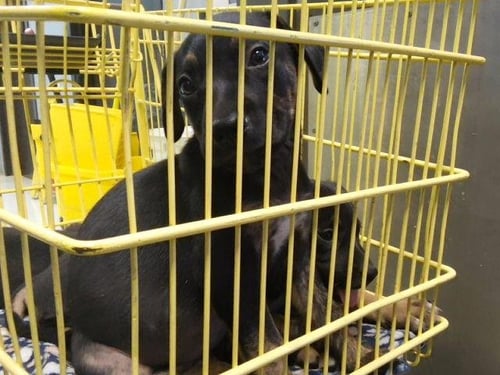 3 - Pit Bull Terrier available for adoption