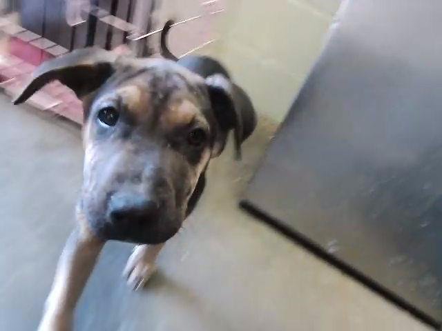 TINA - German Shepherd Dog available for adoption