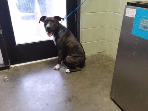 SALLY - Pit Bull Terrier available for adoption