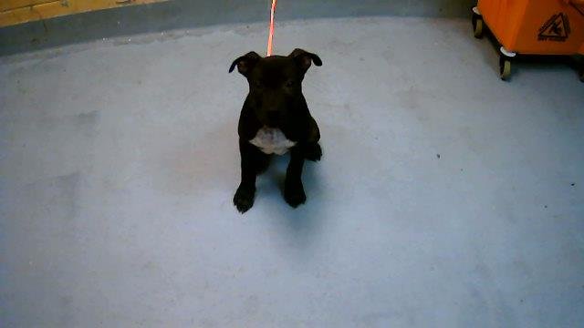 WAFFLE - Pit Bull Terrier available for adoption