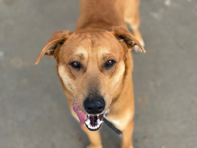 CHILLY - German Shepherd Dog available for adoption