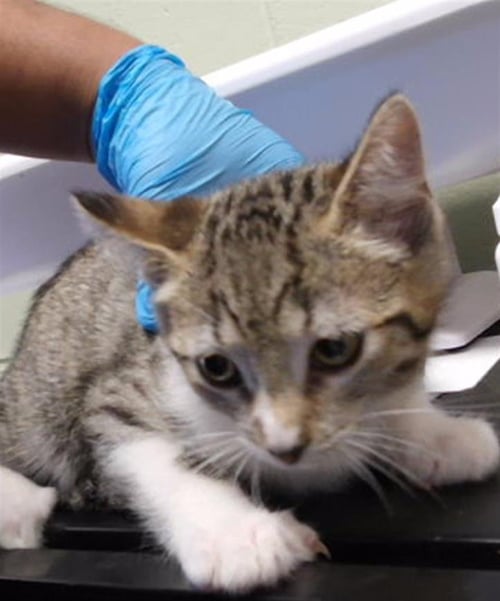 PENNY - Domestic Short Hair available for adoption
