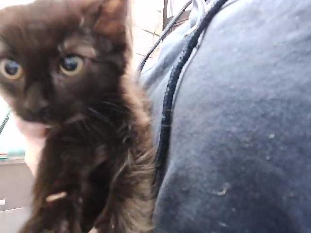 TWINKLE - Domestic Long Hair available for adoption