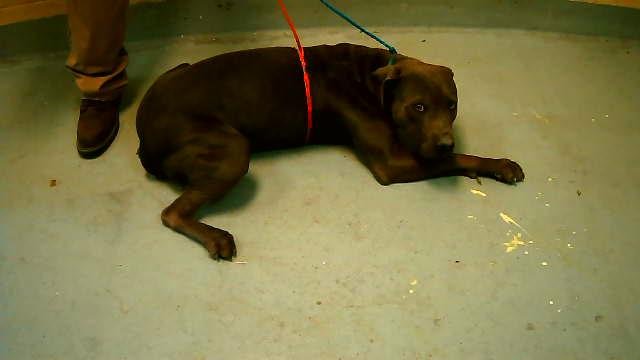 SPIDERMAN - Pit Bull Terrier available for adoption