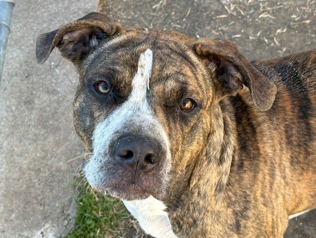 BRIDGETTE - Pit Bull Terrier available for adoption